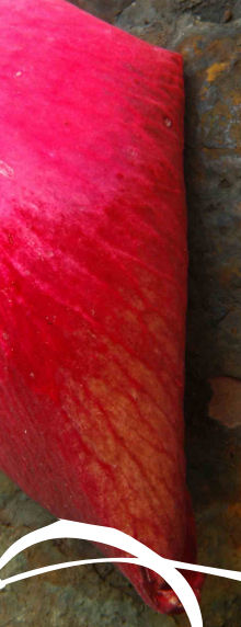 a red petal/Paul Heaney